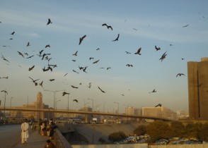 Karachi Crows in Flight